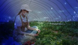 Agroalimentaire et distribution alimentaire